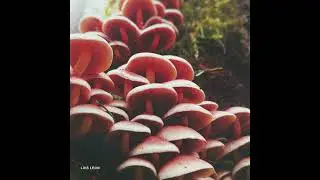 Luis Le&oacute;n - Beautiful Day