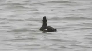 Velvet Scoter, Melanitta fusca, Landtong Rozenburg, ZH, the Netherlands, 31 Dec 2022 (1/2)