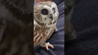 Tootsie in the clinic (Northern Saw-whet Owl)