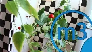 Programa Lar em Reforma / Dicas em Azulejo - Tv Gazeta (M3DEZ)