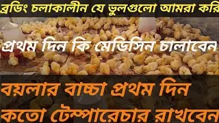 মুরগির বোডিং ভিডিও। বয়লার মুরগি প্রথম দিন কি মেডিসিন চালাবো। বয়লার মুরগির টেম্পারেচার।#poultryfarm