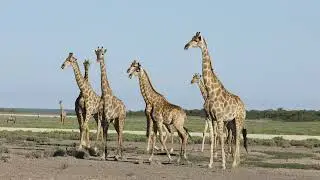 Zebras Confused by Giant Giraffe Mating Ritual!