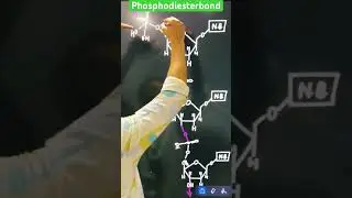Phospho Di ester Bond | Ester Bond | Bond in Polynucleotide Chain #dinucleotides #nucleicacids #dna