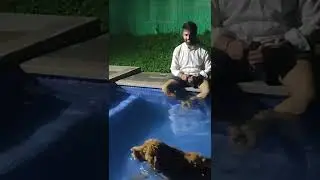 lily love to swim ! #lily #goldenretriever #dog #puppy #labrador #goldenpuppy #swimming