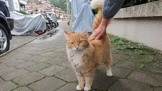 Beautiful cat with fluffy tail constantly wags her tail left and right for attention