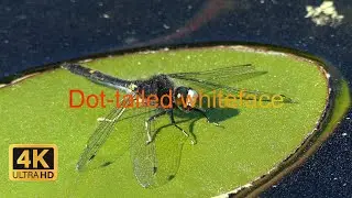 Dot-tailed whiteface Dragonfly