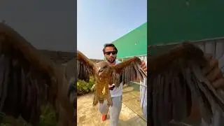 Eagle 🦅 Trap #shorts #birds #viral #shortvideo