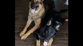 GSD Puppies