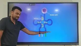 Transcription, Translation and Translocation Explained.