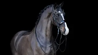 Irisch Coffee (Johnson x Sunny Boy) 13yo gelding