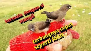 воробей-фрифлай.||быстрый полет