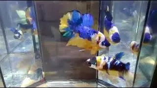 YELLOW KOI BETTA #bettafish #ikanlaga #bettafishbreeding #breeding #aquarium #fishbreeding #fish