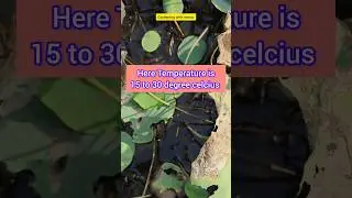 🔥 A Small Update On Lotus Winter Care #lotus #wintercaretips #shorts #gardeningtips #waterlily