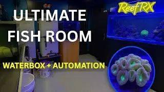 Ultimate Saltwater Fish Room Tour | Waterbox Tanks, Automation & Custom Setup