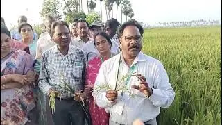 After cyclone p&agrave;ddy precautions by scientist Dr p v Satyanarayana 