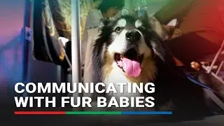 Shanghai pet owners turn to psychics to connect with fur kids at Halloween event | ABS-CBN News