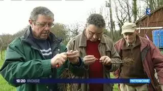 Comment greffer un pommier