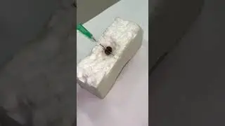 Coleta de hemolinfa em is&oacute;pode terrestre.