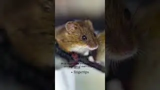 Why do some animals regenerate body parts? #scienceandtechnology #science #shorts  #sciwave