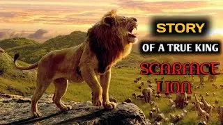 What's the story behind LEGENDARY Lion Scarface's Scar? एक सच्चे राजा KING SCARFACE की कहानी। 