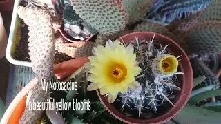 My Notocactus in beautiful yellow blooms.