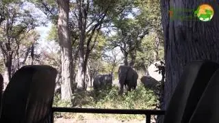 Family of elephant surprise us while having lunch, Botswana.