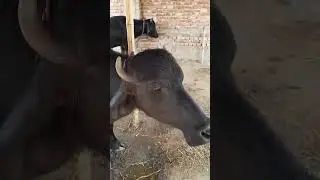 Khali the Murrah bull#@alamdairyfarm