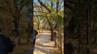 Morning Walk #northernseries #morning #park