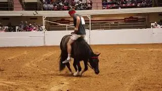 Freestyle for the 2018 extreme mustang makeover, ft worth Texas