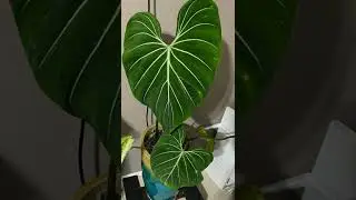 Aroid Plants 🌱