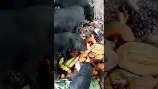 Vietn&aacute;mi cs&uuml;ngőhas&uacute; sert&eacute;s 🐖 #animals #pig  #sert&eacute;s #schweinchen