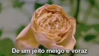 Scarc&eacute;us - Meigo e Voraz