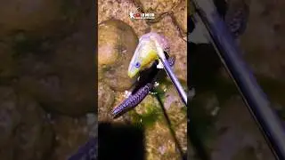 Fishing the strangest sea creatures by hand - part 16