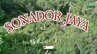 CAMPOS DE SAN FRANCISCO DE MACORIS 