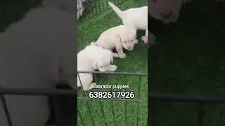 Labrador puppies #coimbatore Pollachi udumalpet kangayam dharapuram salem dharmapuri aatur bangalore