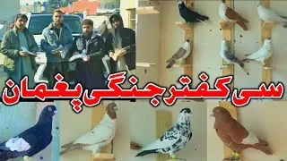30کفتر جنگی ورنگه آدرس پایکوب نصوار دوکان فضل جان و نبی جان 0781356152 