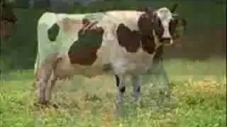 Who Let the Cows Out