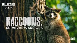 Raccoons: Survival Warriors | Full Episode | Nature Documentary 