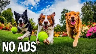 24 ЧАСА музыка для собак 🐶 Музыка для собак, остающихся дома одни, & расслабляющая сон-терапия 🐾