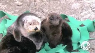 Sea Otter Pup on Exhibit