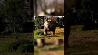 #ClassicJurassic &mdash; Jurassic Park: Triceratops Encounter at Universal Upscale | CollectJurassic.com