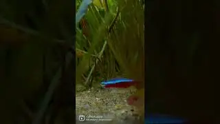 Cardinal tetra nano fish | Living jewel 💎 #cardinaltetra #aquarium #plantedtank #aquascape #shorts