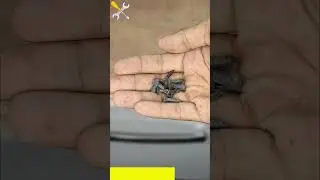 DIY Screw Organizer 👍 #youtubeshorts #hacks