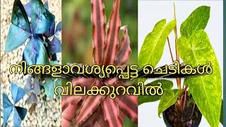#10 രൂപ മുതൽ ചെടികൾ / നിങ്ങളാവശ്യപ്പെട്ട എല്ലാ ചെടികളും #plants #calathea#coleusplant #indoorplants 