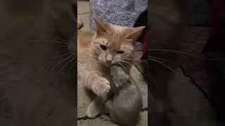 Коррида 😅! #shorts #animals #funny  #memes #mouse #cat #mimi #чудики