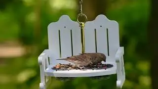 4778 Duncraft Garden Bench Bird Feeder