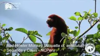 Species Spot -  Red Howler Monkey