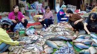 Cambodia Explore The Wet Market For Fish, Vegetables, Fruits & More