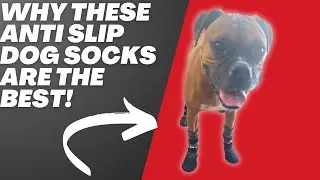 Review and Demo of Anti Slip Dog Socks