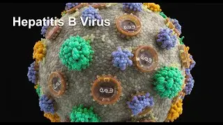 Hepatitis B [DNA, Enveloped, Double-stranded, Hepadnaviridae]